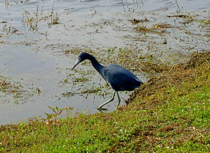 [Blue heron walking into the water.]